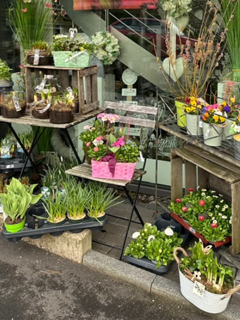 allgemeine-floristik