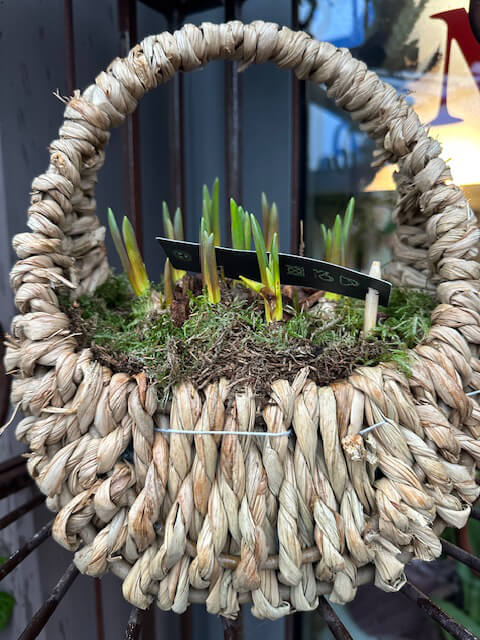 allgemeine-floristik